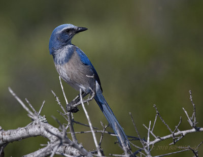 Scrub Jay Over the Shoulder Look.jpg