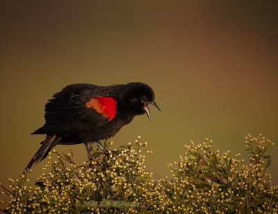 Redwing Blackbird.jpg
