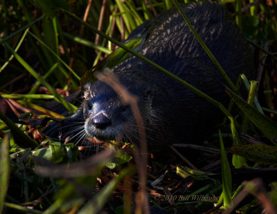 River Otter at Viera 02.jpg