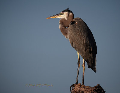 Great Blue Heron.jpg