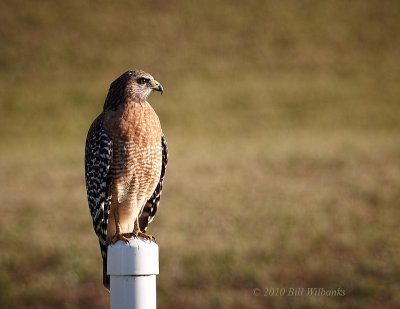 Red-shouldered Hawk.jpg