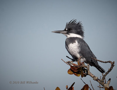 Belted Kingfisher 01.jpg