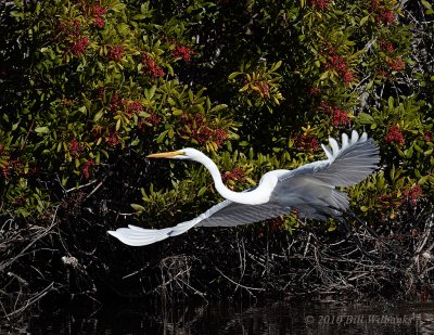 Great Egret 01.jpg