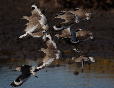 Shore Birds in Flight.jpg