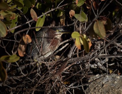 Green Heron.jpg