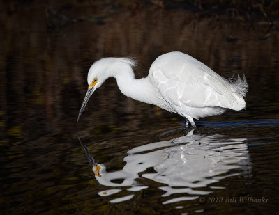 Snowy Egret.jpg