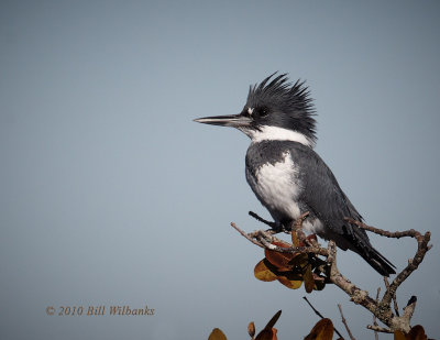 Belted Kingfisher 02.jpg