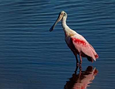 Roseate Spoonbill.jpg