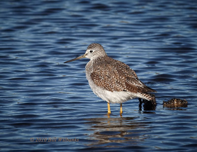 Lesser Yellowlegs.jpg