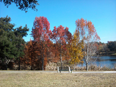 Maple Trees in the Park.jpg