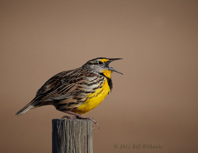 Eastern Meadowlark.jpg