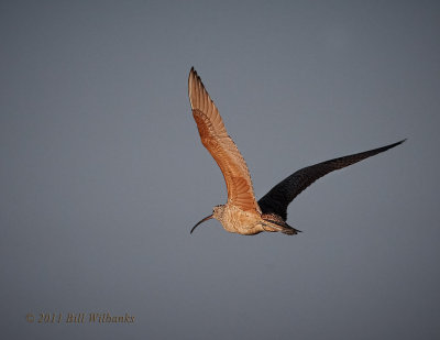 Long-billed Curlew Flight.jpg