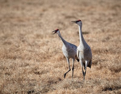 Sandhill Crane Pair.jpg