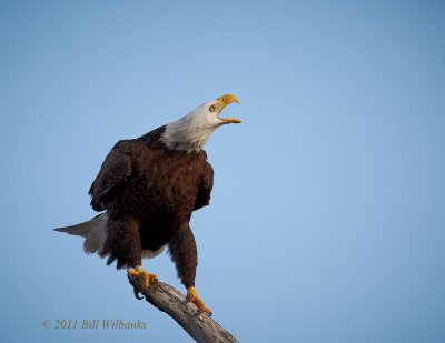 Bald Eagle Screaming at Junior.jpg