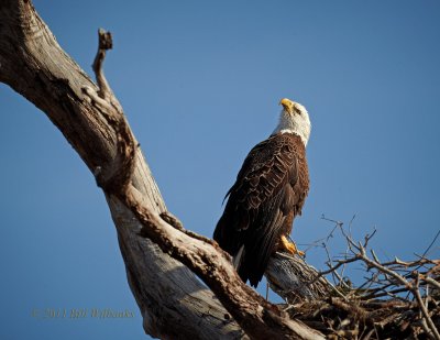 Bald Eagle Standing Guard.jpg