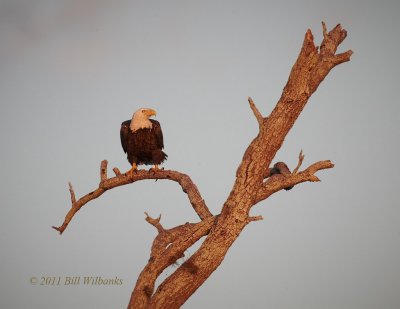 Bald Eagle in Distant Tree 2X_V0F7502.jpg