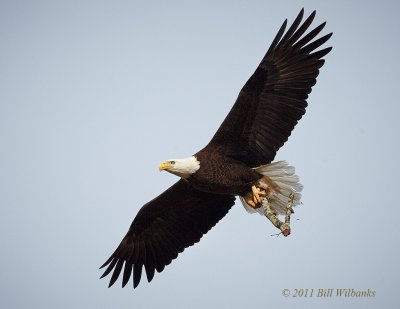 DT Bald Eagle  Flying with Stick_V0F7611.jpg