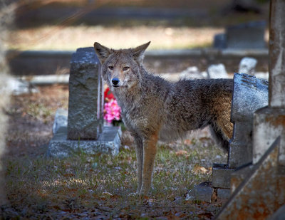 Coyote 01.jpg