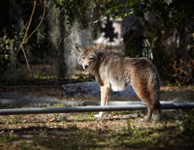 Coyote 02.jpg