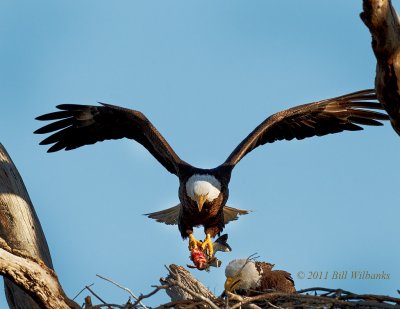 Dinner is Served.jpg
