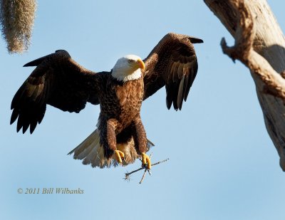 Sticks for the Nest.jpg