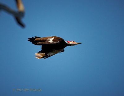 Pileated Woodpecker Flight 04.jpg