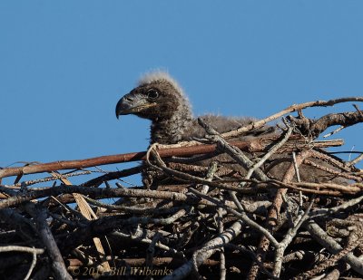 Eaglet osc.jpg