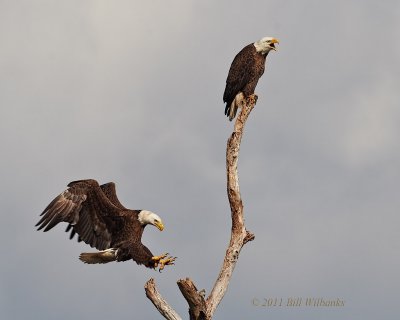 Eagle Pair.jpg