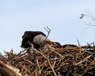 Eagle lFeeding Baby 02.jpg