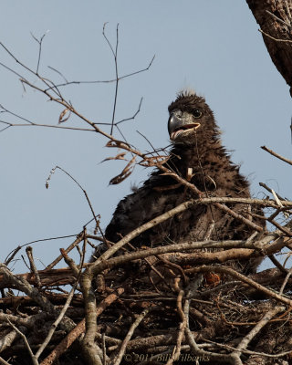 Eaglet 01.jpg