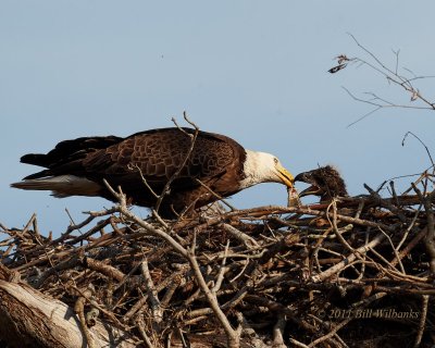 Eagle Feeding Chick a fish Tail.jpg