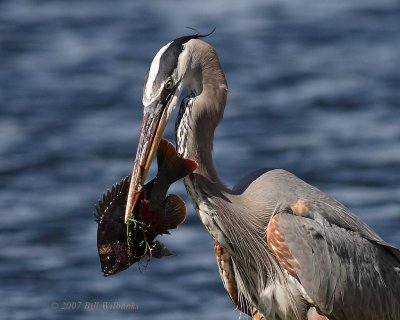 Great Blue Heron With Fish.jpg