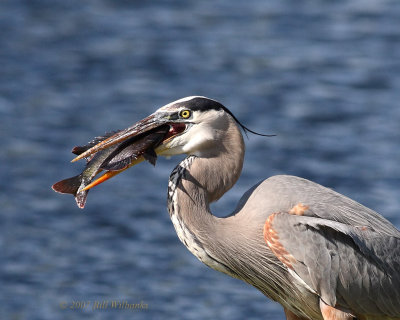 Great Blue Heron 02.jpg