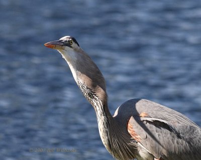 Great Blue Heron 03.jpg