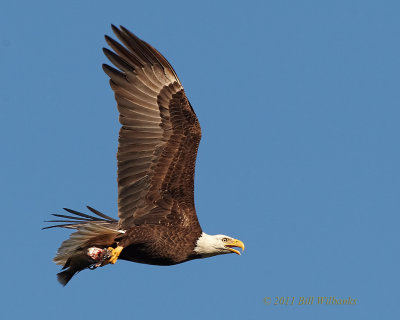 Bald Eagle with Fish DT 03.jpg