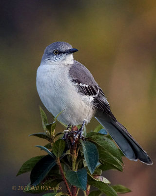 Northern Mockingbird.jpg