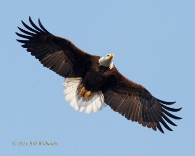 DT Eagle Full Spread.jpg