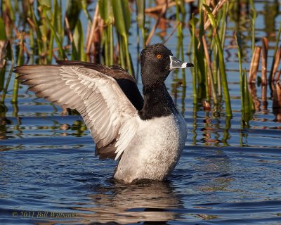 Ring-necked Duck 01.jpg