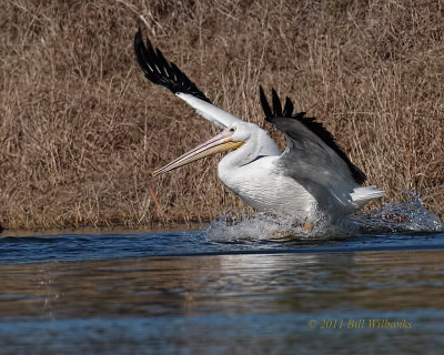 American White Pelican 01.jpg