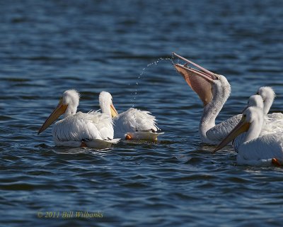 American White Pelican 02.jpg