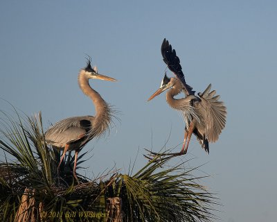 Great Blue Heron Landing at the Nest.jpg