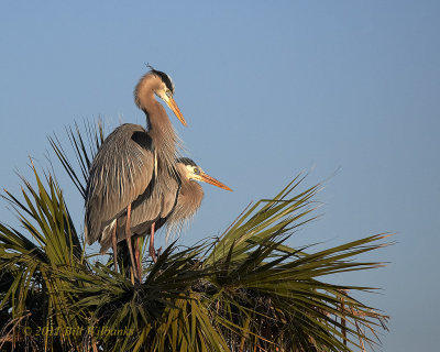 Great Blue Heron Romance on His Mind.jpg