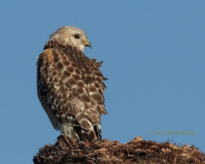 Red-shouldered Hawk 02.jpg