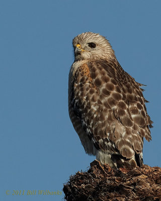 Red-shouldered Hawk 01.jpg