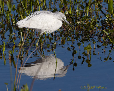 Juvie Little Blue Heron.jpg