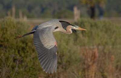Great Blue Heron Flight.jpg