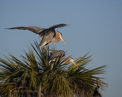 Great Blue Heron.jpg