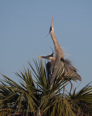 Great Blue Heron Oh Yes.jpg