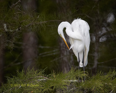 Great Egret Preening.jpg