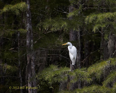 Great Egret Wide View.jpg